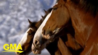 Budweiser brings back Clydesdales in 2024 Super Bowl ad [upl. by Aihk]