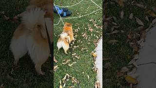 1 dog versus 4 cats catfight dogfight scarecam halloweenprank [upl. by Ettedanreb]