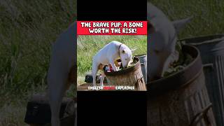 THE BRAVE PUP A BONE WORTH THE RISK movie film shorts [upl. by Dloniger735]