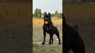 Cane CorsoBig♌ DogMajestic BreedCane Corso When Your Dog Thinks Theyre a Lion mastiff fitdogs 😡 [upl. by Navert352]