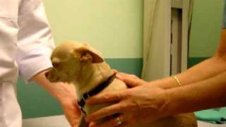 How to Give Your Dog Liquid Medication [upl. by Ronald]