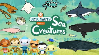 Octonauts sea creatures 3  Sea animals in the Octonauts season 2  Kids Draw [upl. by Annoiek]