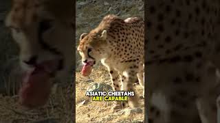 Asiatic Cheetah Facts 🐆 [upl. by Caddaric962]