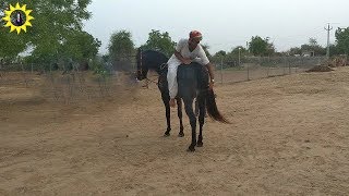 Marwari horse videography [upl. by Utica]