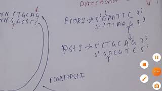 Directional cloning [upl. by Anoet]