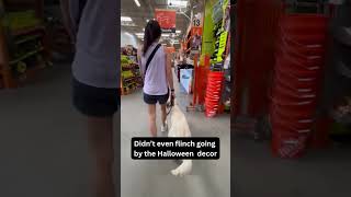 Dogs First Trip to Home Depot Calm Confident and Unfazed by Halloween Decorations k9control [upl. by Kain495]