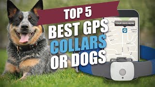 Top 5 Best GPS Collars for Dogs [upl. by Ketty388]