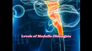 Levels of Medulla OblongataVery Easy ConceptSnells Neuroanatomy [upl. by Eolcin]