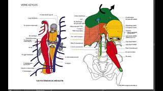 10 6 Système AZYGOS rapport de loesophage [upl. by Okim]