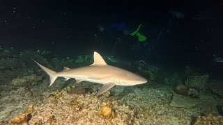 Night dive  Malediven  Blackspotted stingray  Moray eels  Whitetip reef sharks  Cuttlefish [upl. by Williams]