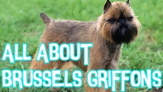 5 Facts About Brussels Griffons [upl. by Felipe]