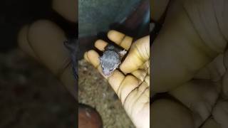 African pygmy dormice puppies for sale shortvideo youtubeshorts smallpet animals animallover [upl. by Nagy388]