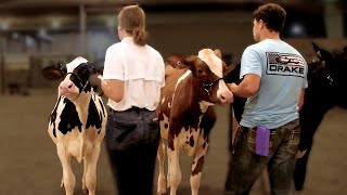 Dairy Cattle Shows 2024 [upl. by Gnaht]