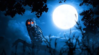 Owl sounds with 10 hours of various owls hooting at night [upl. by Sevein]