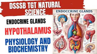 Endocrine Glands Hypothalamus Physiology and Biochemistry for DSSSB TGT NATURAL SCIENCE [upl. by Bartosch156]