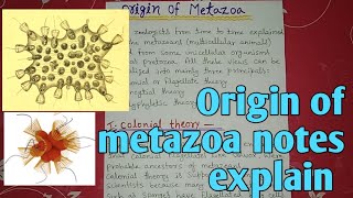 Origin of metazoa full notes explain in hindi [upl. by Aisila856]