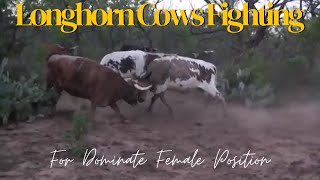 Longhorns Fighting [upl. by Nylicaj]