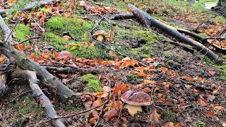 FUNGHI PORCINI  Esplosione di Porcini BOMBE ROSSE [upl. by Vasilek]