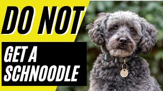 7 Reasons You SHOULD NOT Get a Schnoodle Dog [upl. by Jeniece734]