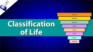 Classification of Life [upl. by Eissim]