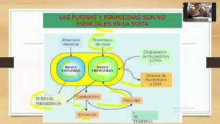 Metabolismo de los nucleótidos de Purinas y Pirimidinas  Bioquímica [upl. by Aunson]