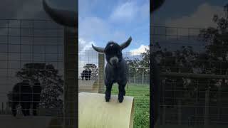 Pygmy Goats Love To Do Parkour 🐐🏞️ [upl. by Auqinaj50]