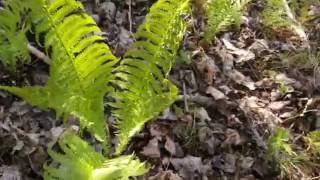 Growing ostrich ferns fiddleheads for food [upl. by Hofmann]