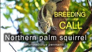 northern palm squirrel Funambulus pennantii BREEDING CALL [upl. by Croom]