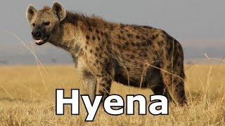 Hyena Sounds amp Hyena Pictures  The Sound a Hyena Makes [upl. by Grizelda]