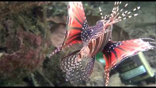 Sinfonie der Feuerfische  Symphony of Lionfish [upl. by Dymphia]