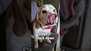 4 stages of beagle begging for food 🤣 beaglelife beagletales funnydogs pets dogs beagleslife [upl. by Yoc]