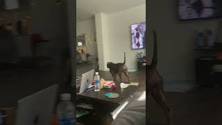 Prodigy When Pops Walks In The Door💖 XL Bully Life  Anerican Bully  dog TV [upl. by Sorcha650]