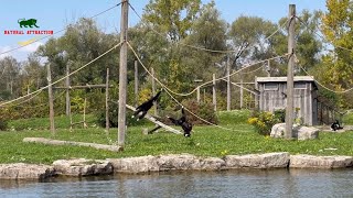 The White Handed Gibbon’s  The lar gibbon’s 4K [upl. by Rockie600]