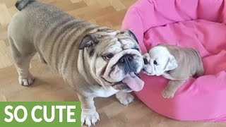 Bulldog mom preciously entertains her puppy [upl. by Lajib]