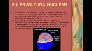 Videoclase acerca del Núcleo Celular  Video class on the Cell Nucleus [upl. by Athene]