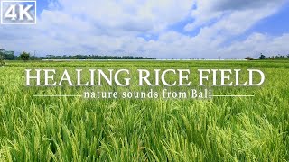 Balis BEST KEPT SECRET RELAXING Wind Rustling Sounds in Rice Fields 4K [upl. by Whitehurst457]