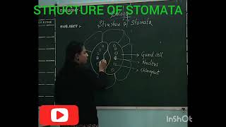 STRUCTURE OF STOMATA  Biology Diagram  CBSE [upl. by Aerdma10]