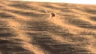 Cart wheeling spider inspires robot for Mars  Cartwheeling Spider Found Inspires New Robot [upl. by Nikolai]