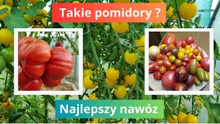 Jedyny taki nawóz do pomidorów [upl. by Anauq369]