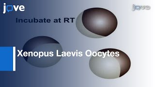 Microinjection Xenopus Laevis Oocytes l Protocol Preview [upl. by Edrick]