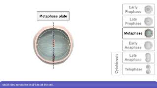 Mitosis and Cytokinesis [upl. by Berkin]