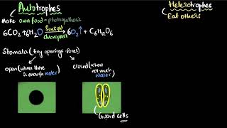 Autotrophic and heterotrophic nutrition  Life processes  Class 10 Biology  Khan Academy [upl. by Nairdna507]