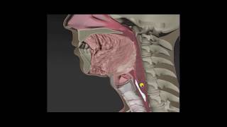 Anatomy amp Physiology of Swallowing  MBSImP Animations [upl. by Koller749]