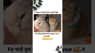 fikar to tumhari hmesha hi rhti h cutekittifunnyvideos [upl. by Fremont]