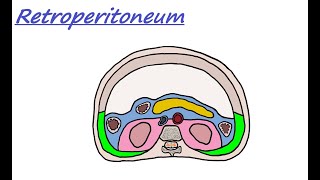 Retroperitoneum  Lumbar Region [upl. by Kennard]