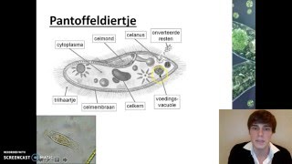 Ordening  Overige eencellige eukaryoten protisten [upl. by Snej]