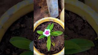 Repotting of dianthus flower plant ☘️gardning flowers ytshorts viralshort [upl. by Bealle392]