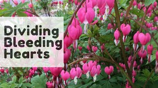 💗How to Divide Bleeding Hearts  Y Garden💗 [upl. by Dion]