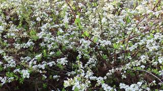 Golden Thunbergs spirea Spiraea thunbergii Ogon  Plant Identification [upl. by Groot]