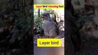 Layer bird  Amezing Fact shortvideo shorts [upl. by Xuaegram]